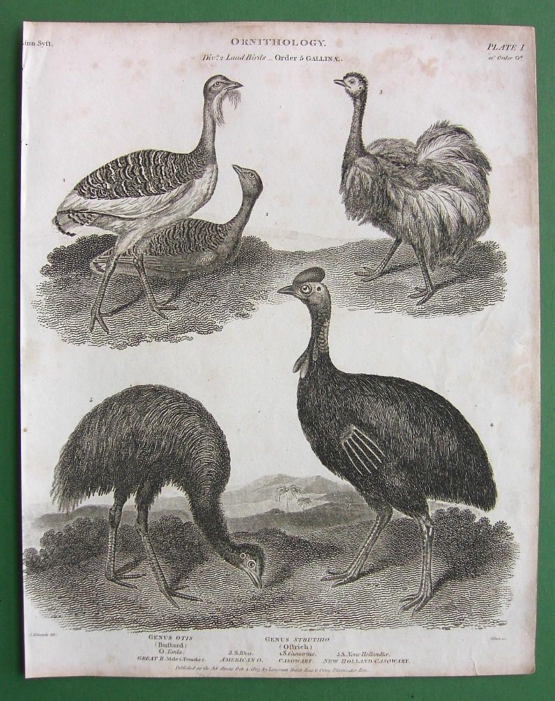 Bustard Ostrich Casowary 1805 Antique Print by Abraham Rees